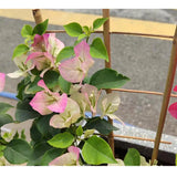 10 Pack Bamboo Trellis For Climbing Plants, 16 Inch Natural Garden Fan-shaped Plant Support Bracket, Suitable For Potted Plant D